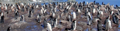 group of Chinstrap Penguins