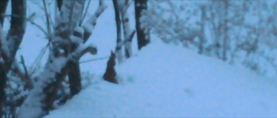 squirrel im schnee