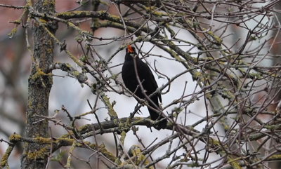 blackbird singing
