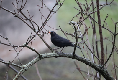 blackbird in the rain