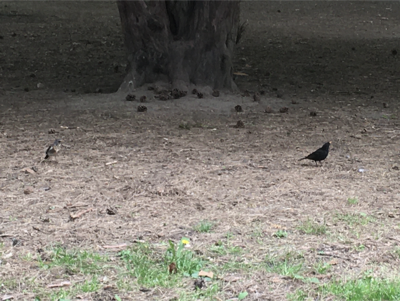 blackbird im park
