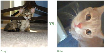 kitten war kitten war