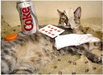 stuff on a cat stuff on a cat