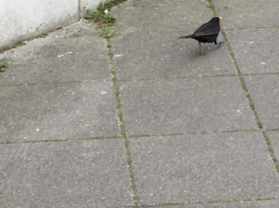 blackbird walking