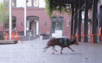 video: DocSend Dachshund Delivery