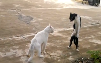 video: Cobra-CAT