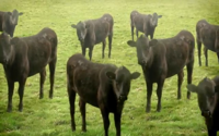 video: cows and cows and cows