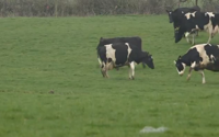 video: Dancing Cows