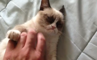 video: Tard the Grumpy Cat